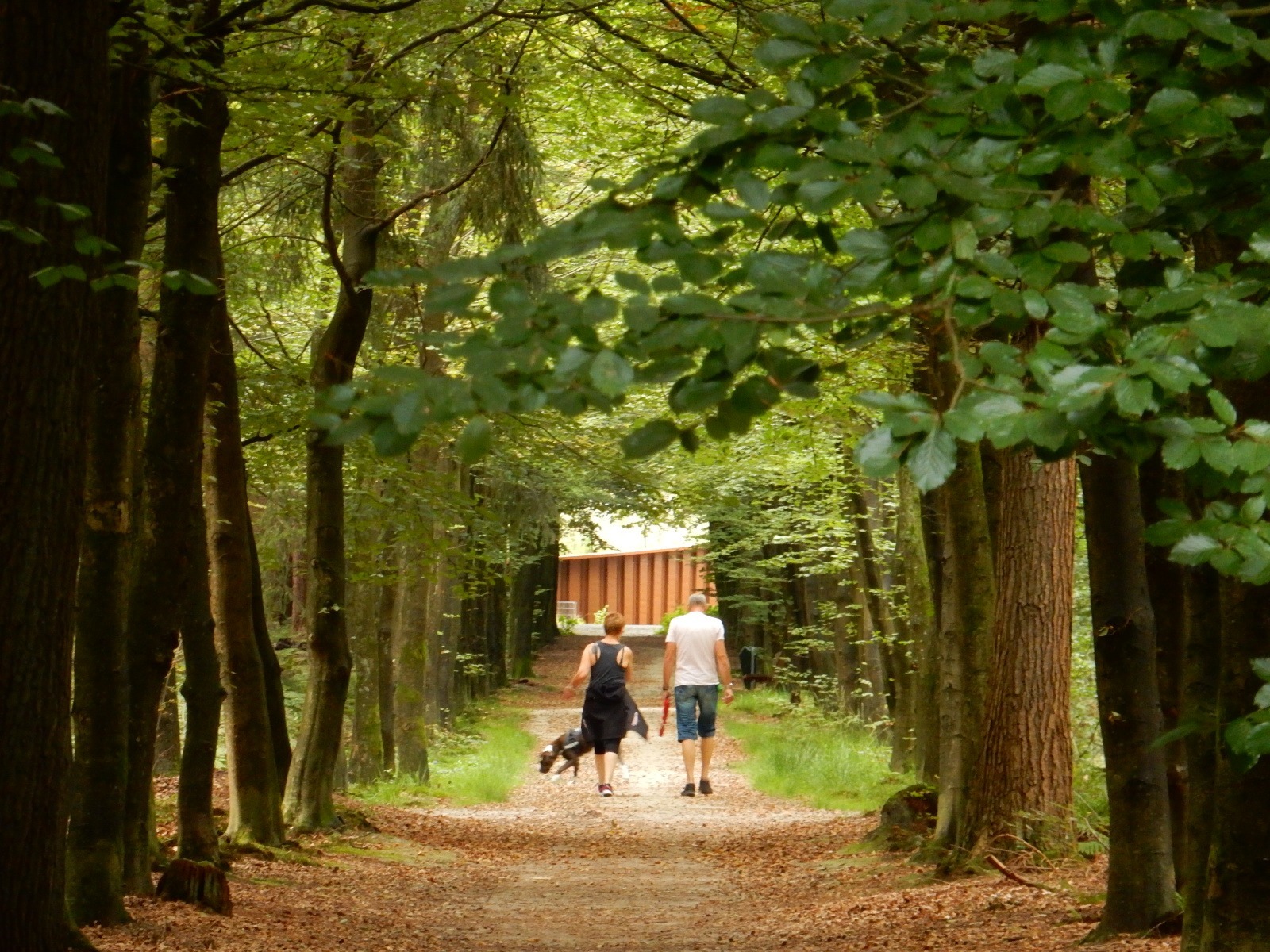 wandelaars in het Asserbos
