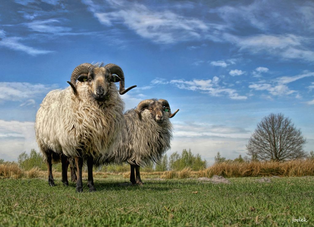 Drents heideschaap Drents heideschaap