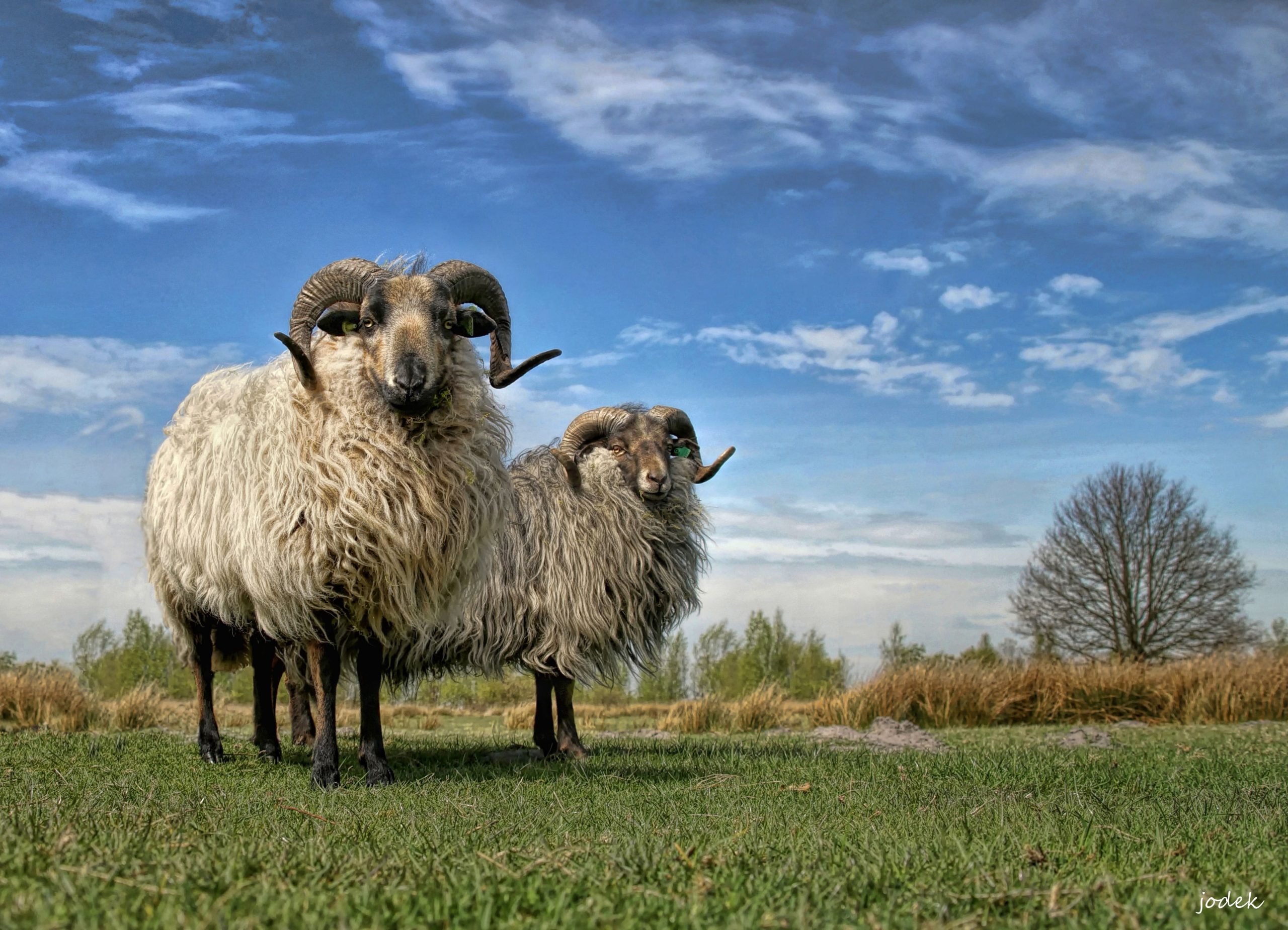 Drents heideschaap