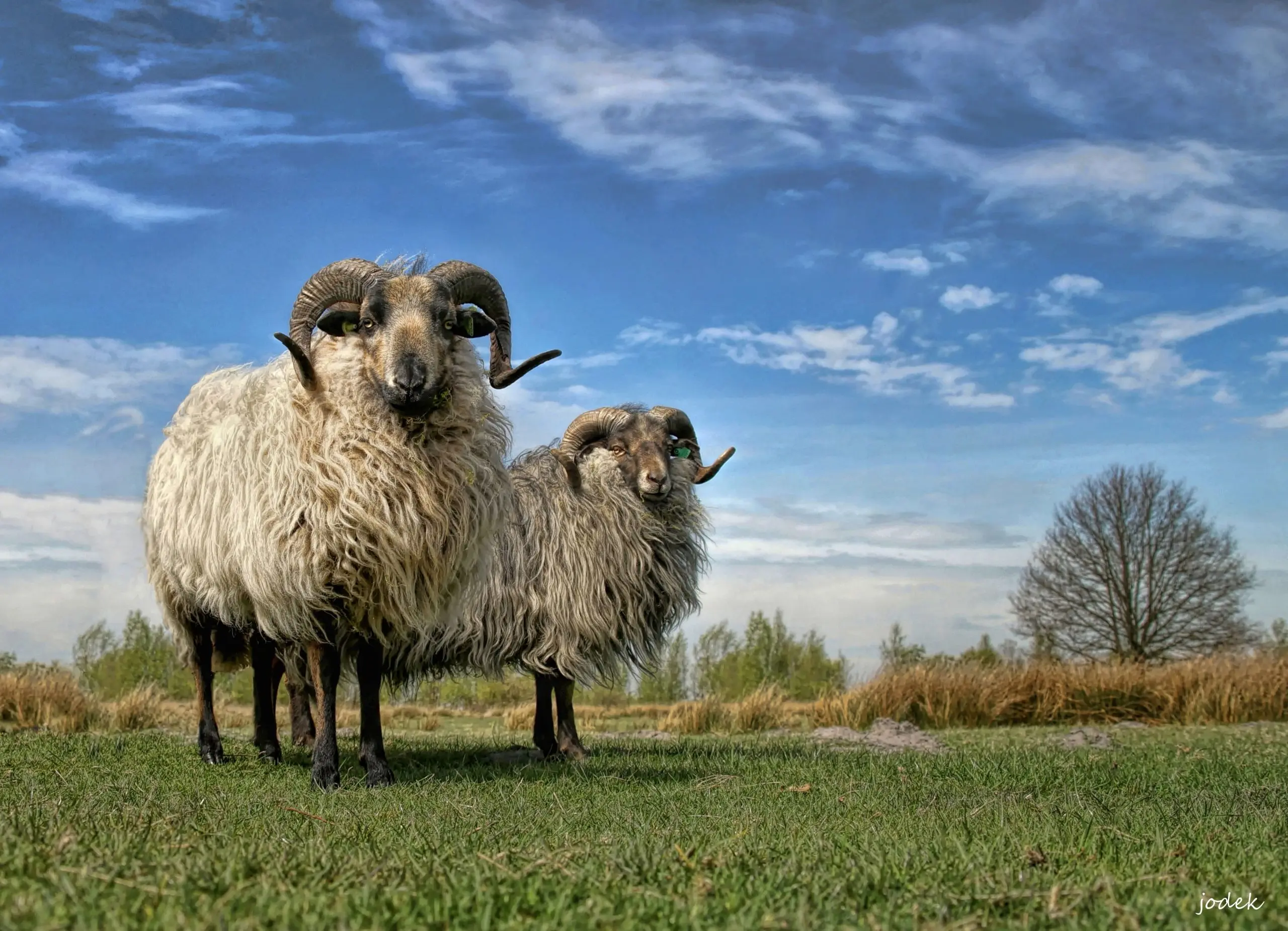 Drents heideschaap