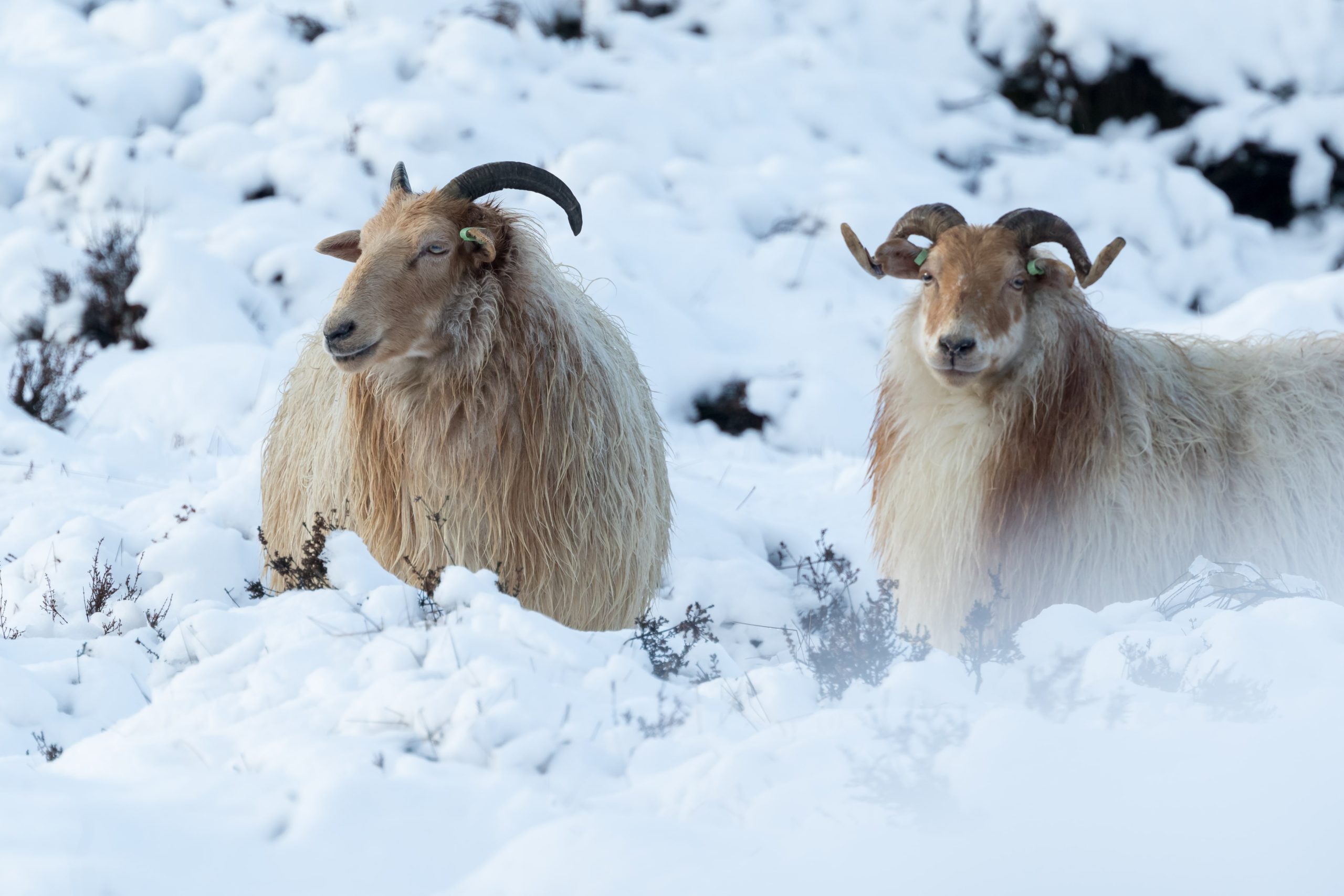 drentse heideschaap in de sneeuw op het Drouwenerzand