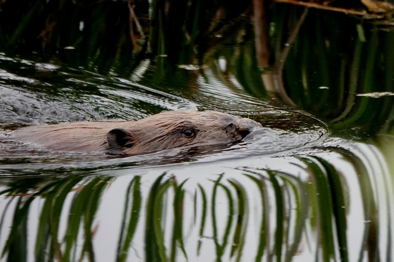 Bever