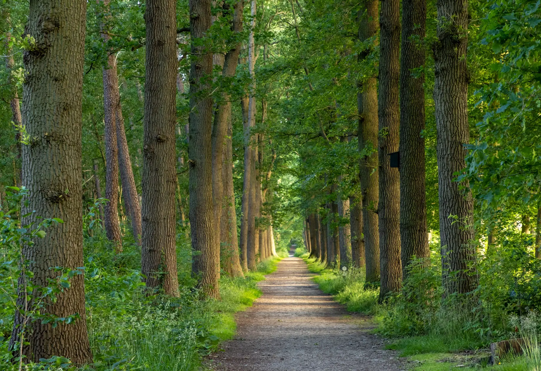 Pad in het Asserbos