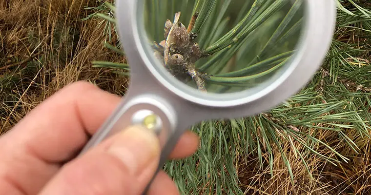 Groote zand: Boswachter speurtocht Groote zand: Boswachter speurtocht