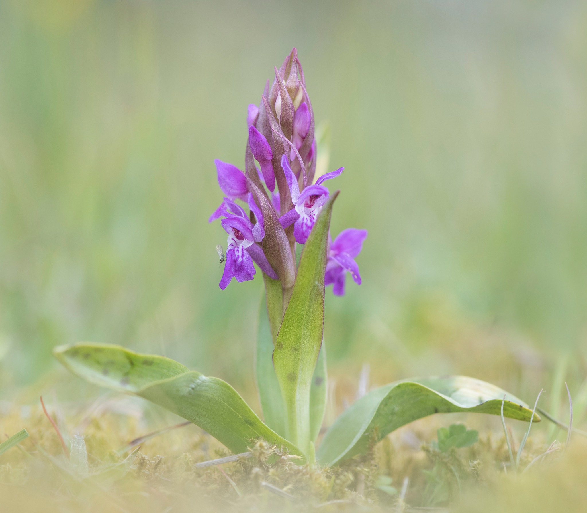 Brede Orchis