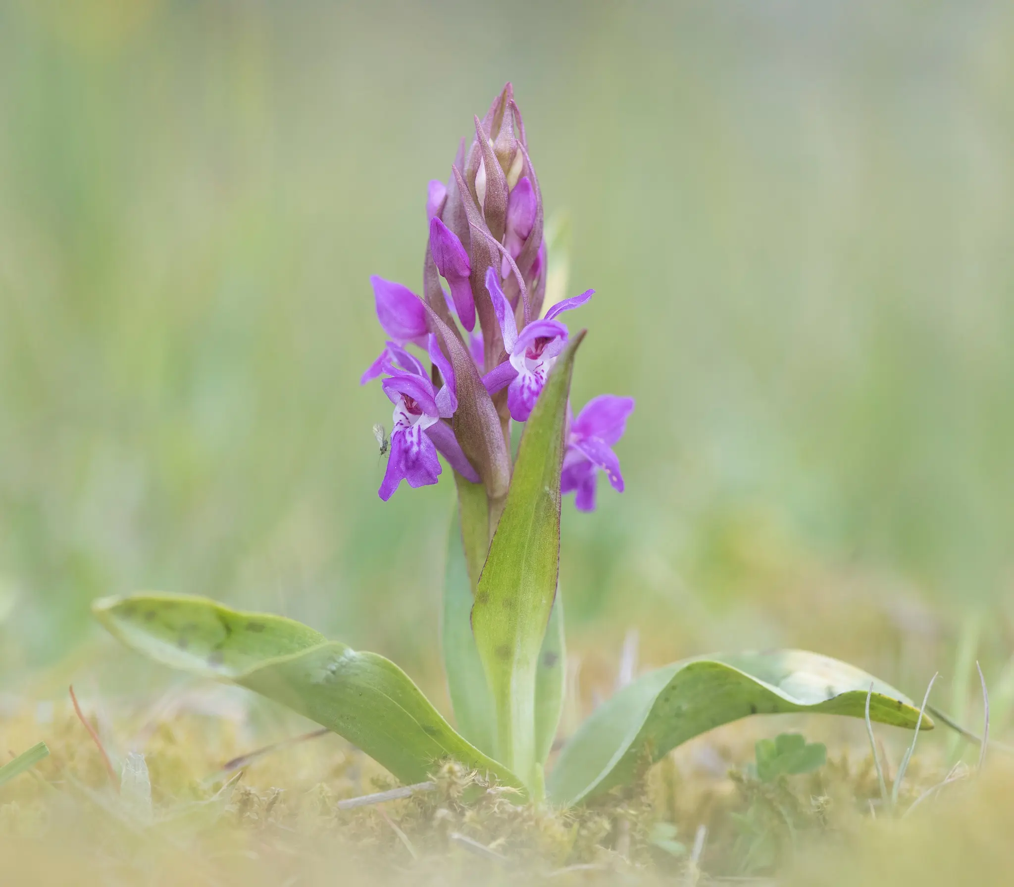 Brede Orchis