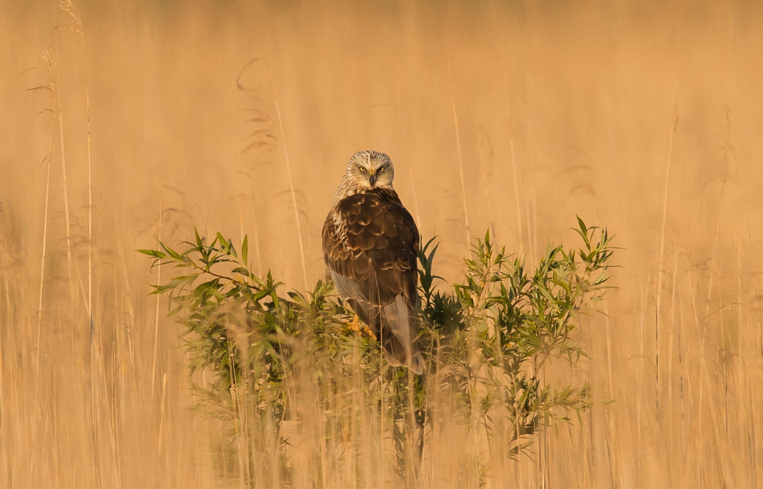 Bruine kiekendief in het LOFAR-gebied