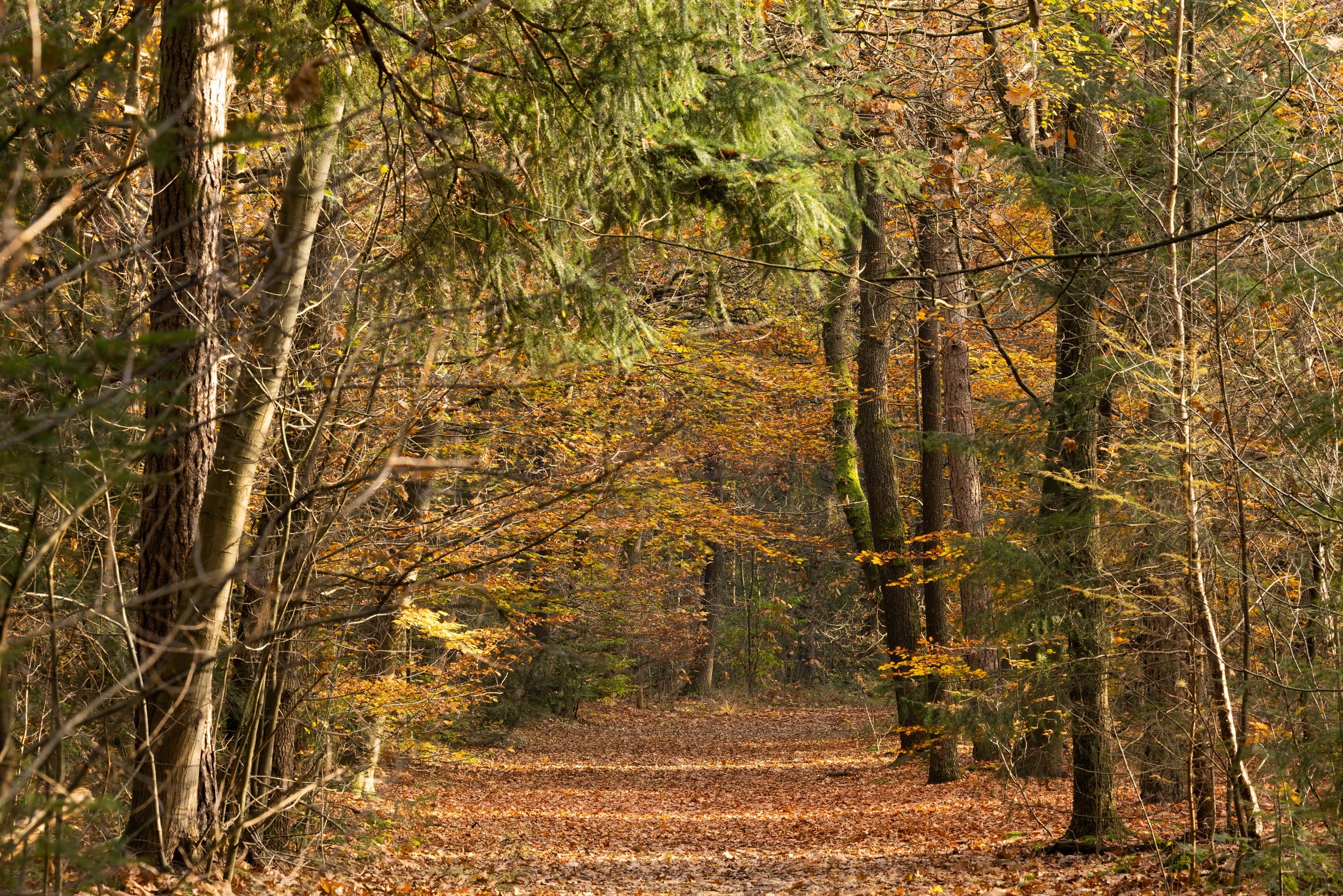 bospad op de wandelroute Flessenhals Borger