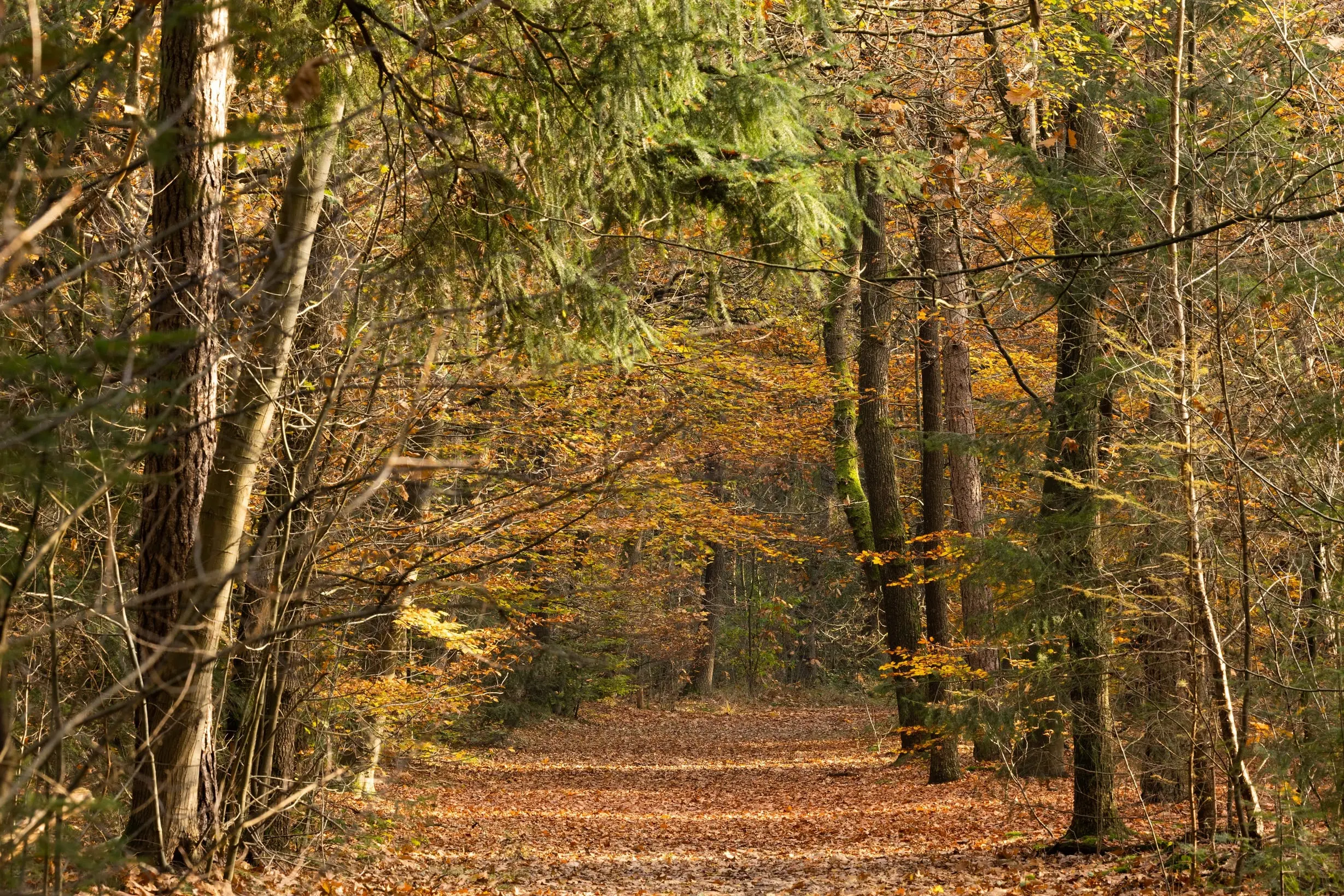 bospad op de wandelroute Flessenhals Borger