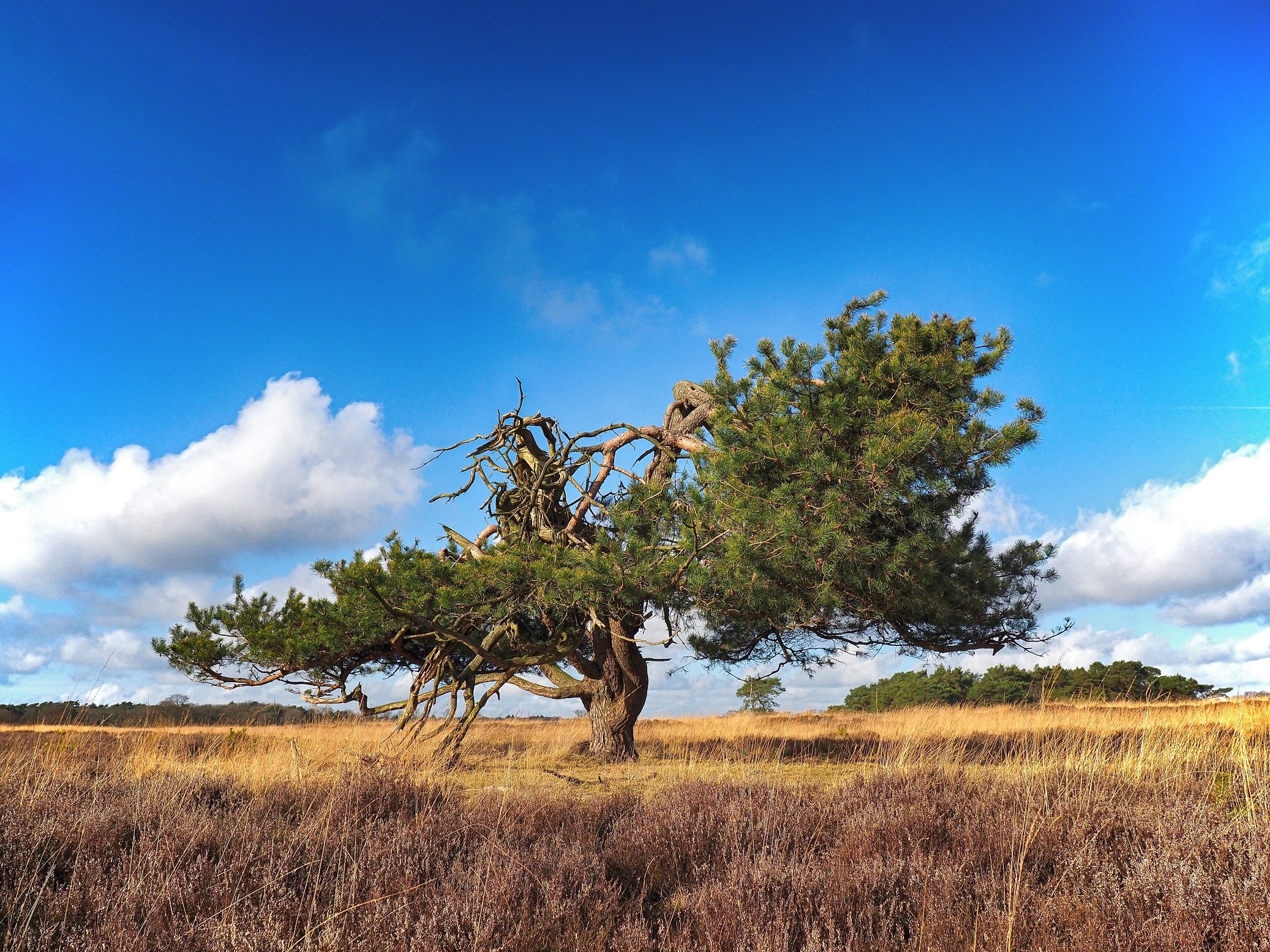 Boom op het Doldersummerveld