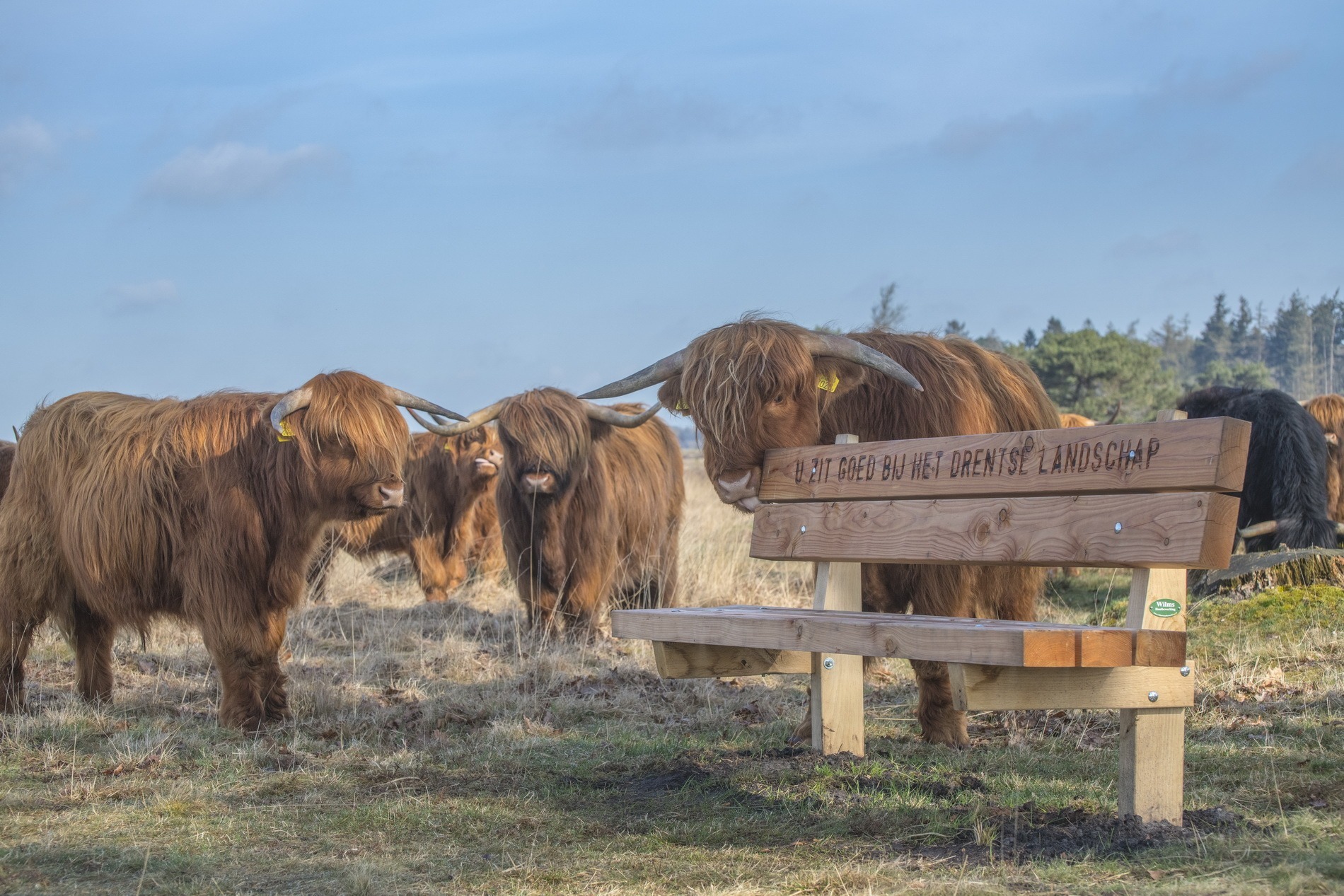 schotse hooglanders bij een bankje van Het Drentse Landschap op het Doldersummerveld