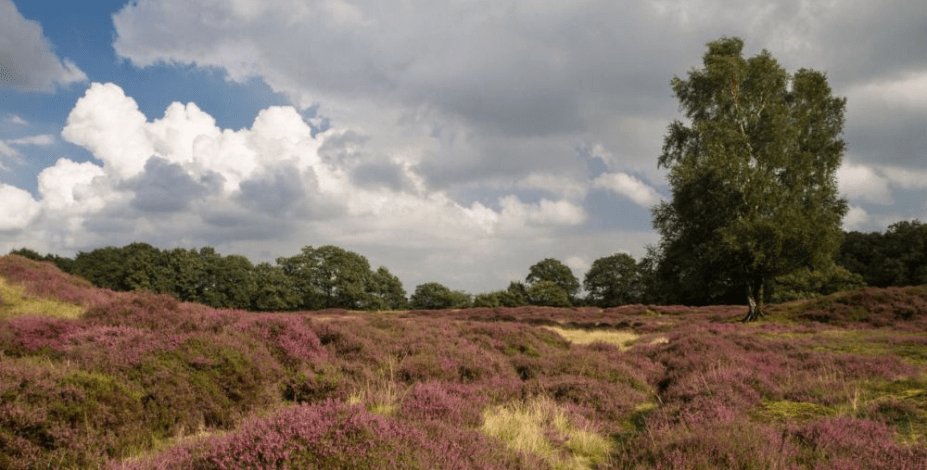 Gasterse Duinen