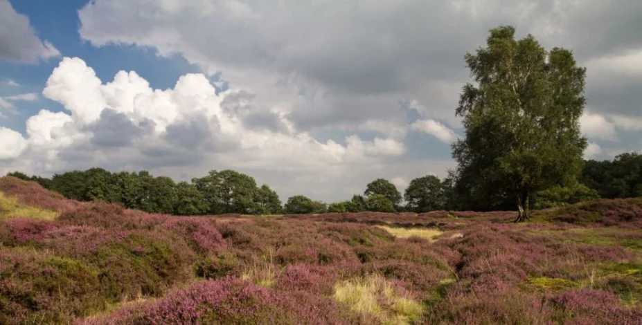 Gasterse Duinen