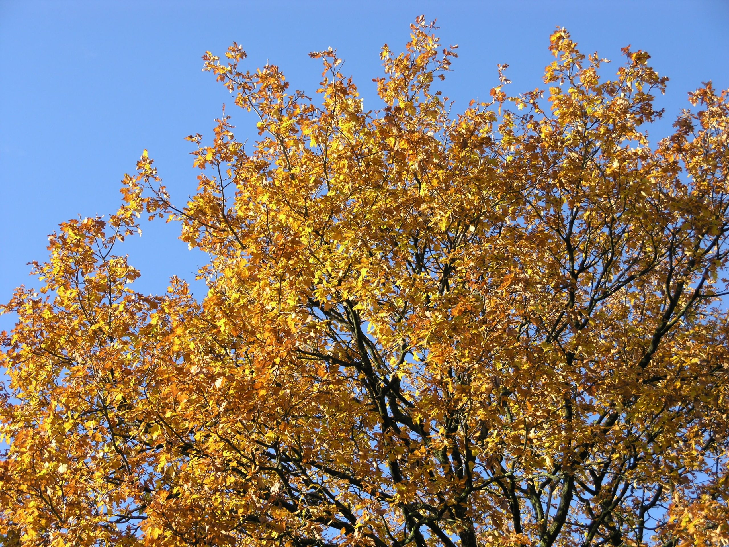 zomereik in de herfst