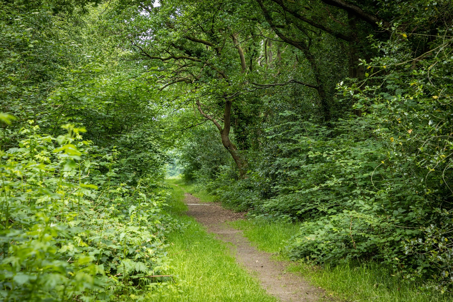 Hendrik Oosterveldbos Assen