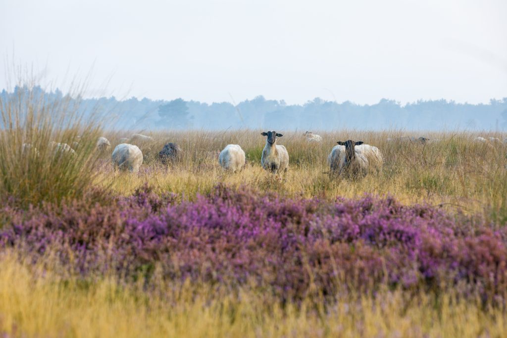 schapen op het Hijkerveld schapen op het Hijkerveld