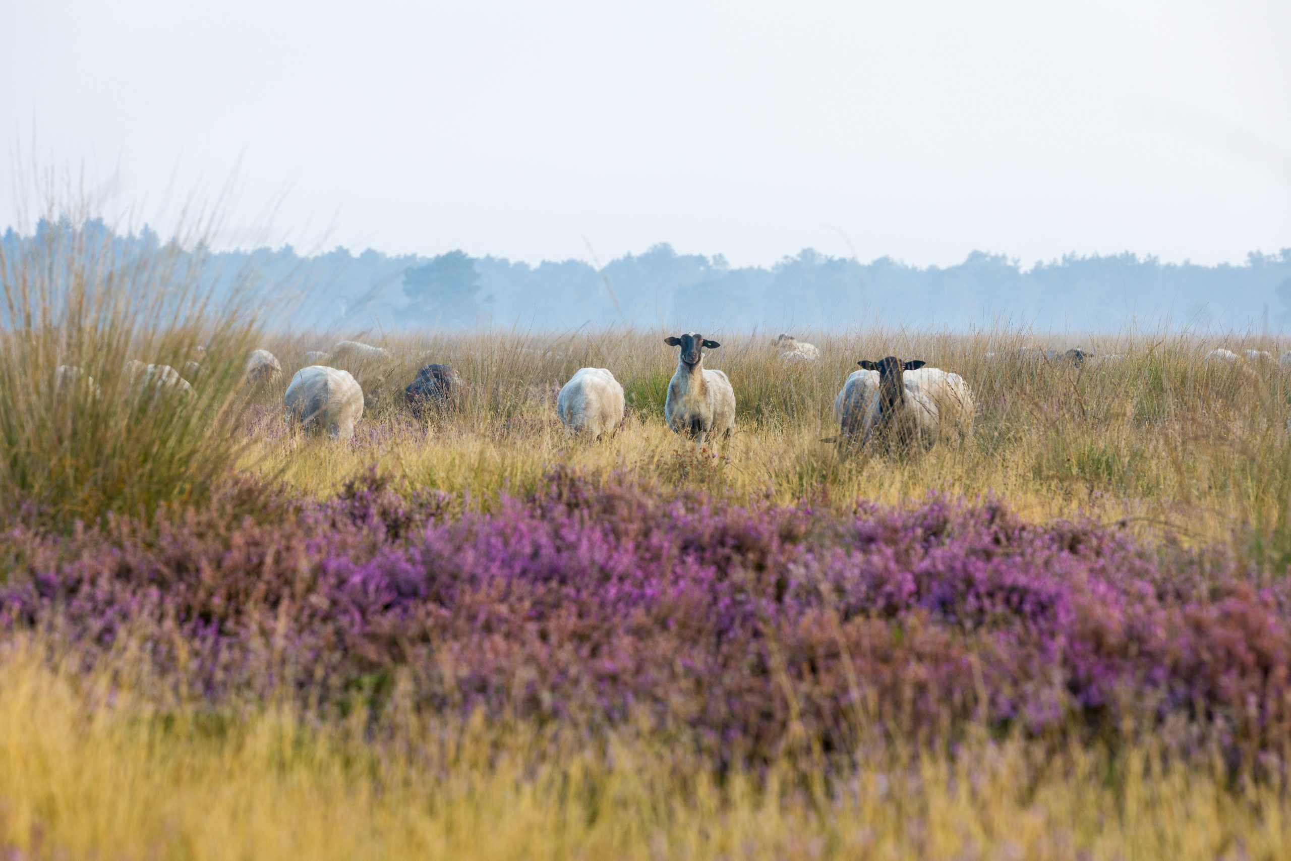 schapen op het Hijkerveld