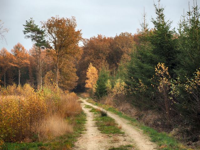 Hollandscheveld wandelpaden