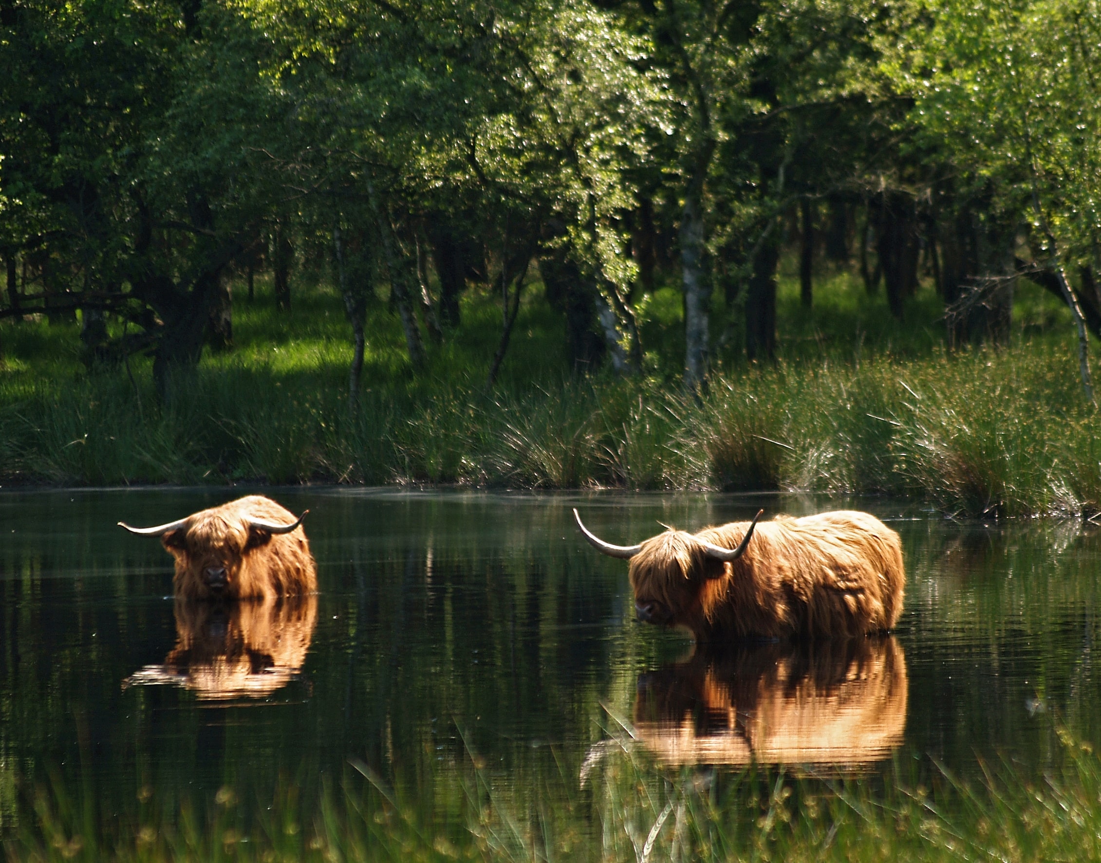 schotse hooglander in het water op het Holtherzand