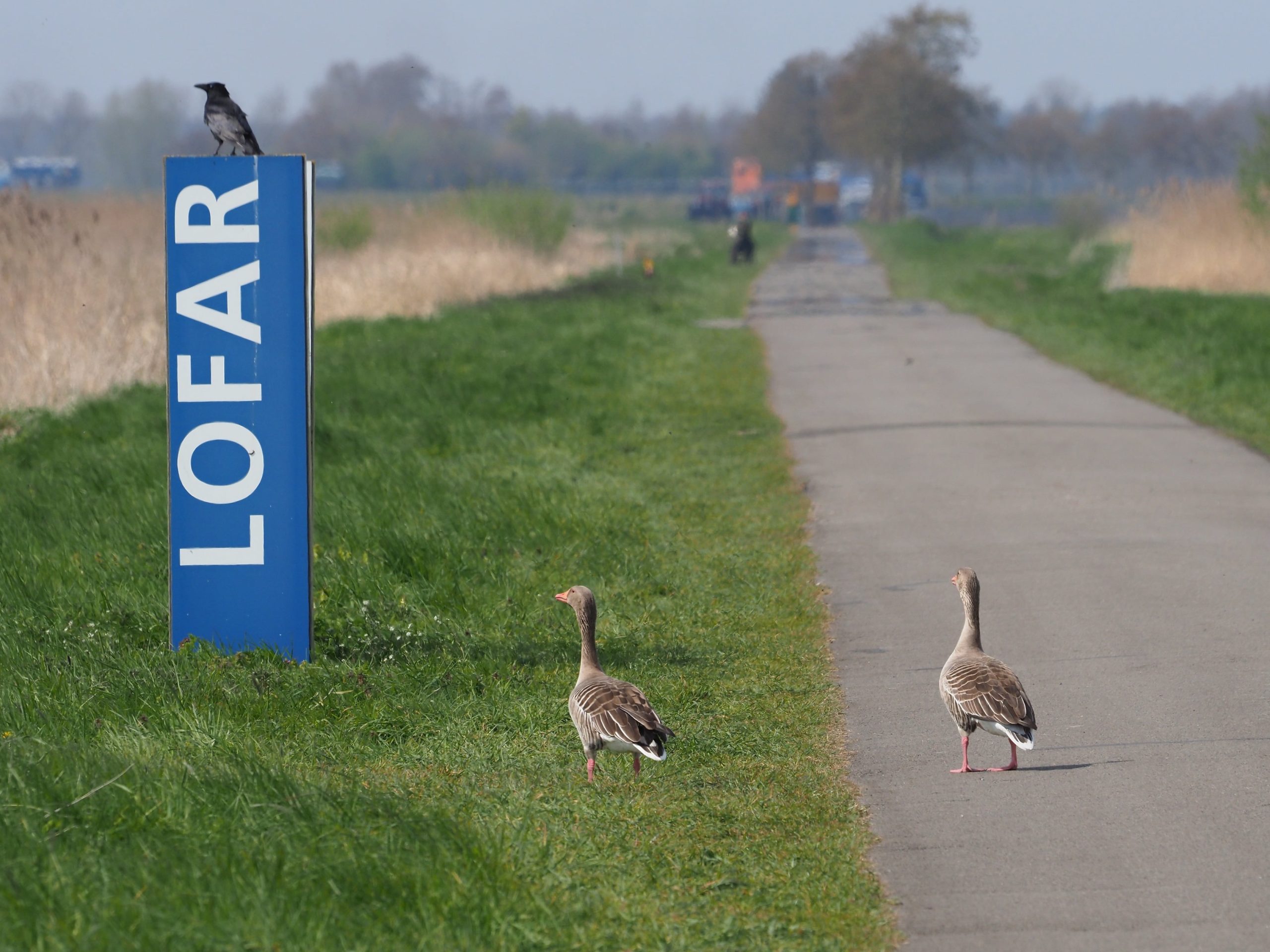 ganzen in het LOFAR gebied op de weg ganzen in het LOFAR gebied op de weg