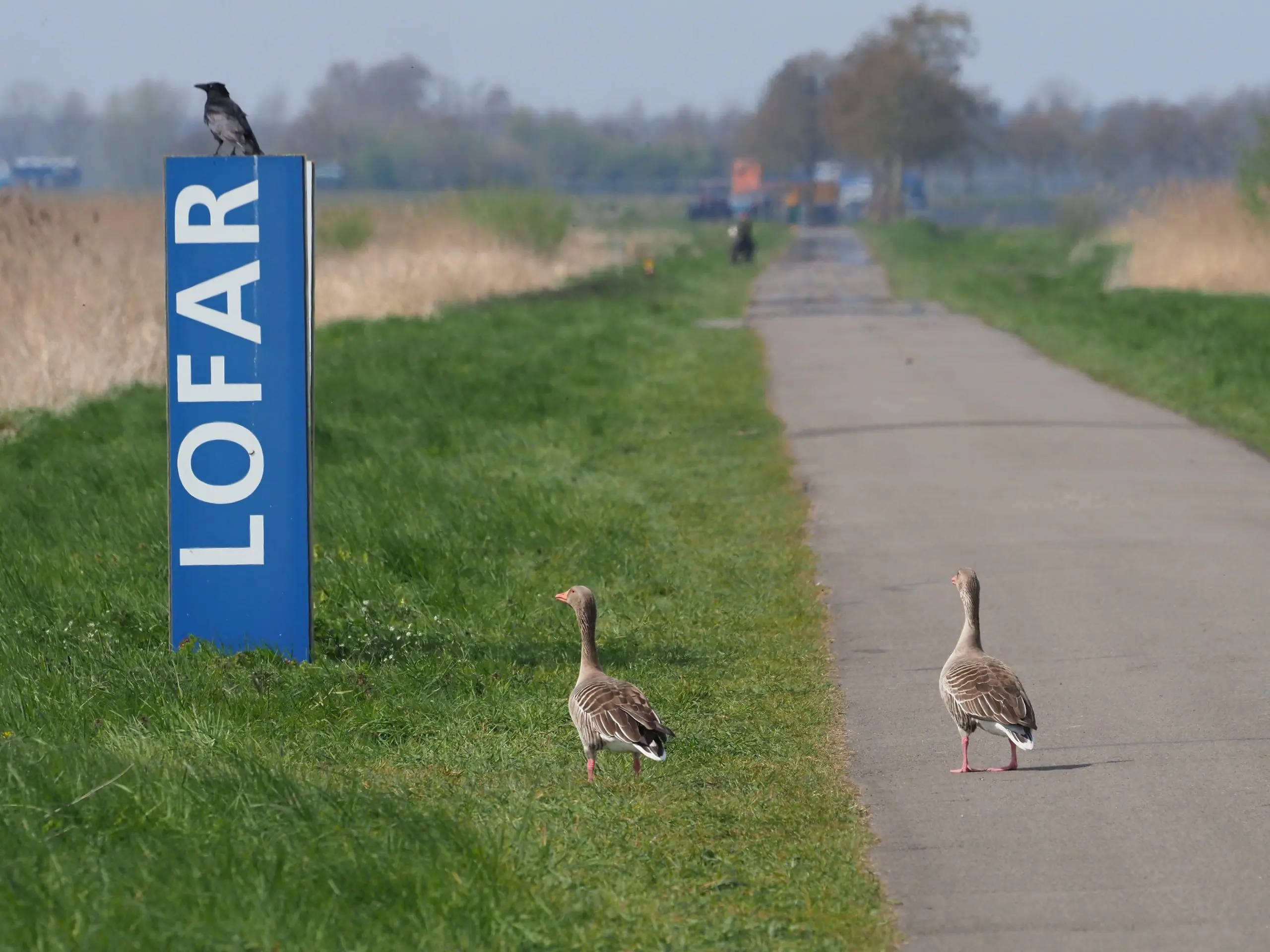 ganzen in het LOFAR gebied op de weg