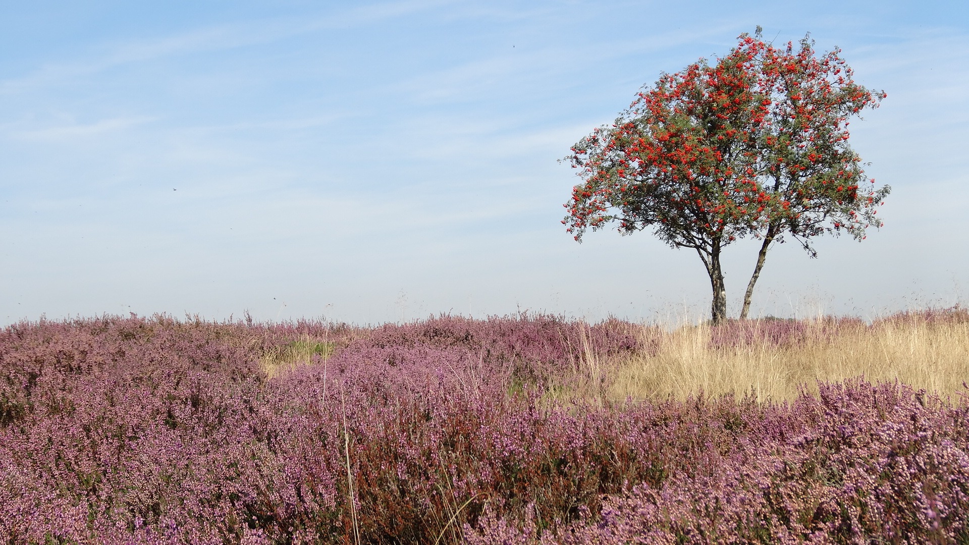 Nuilerveld