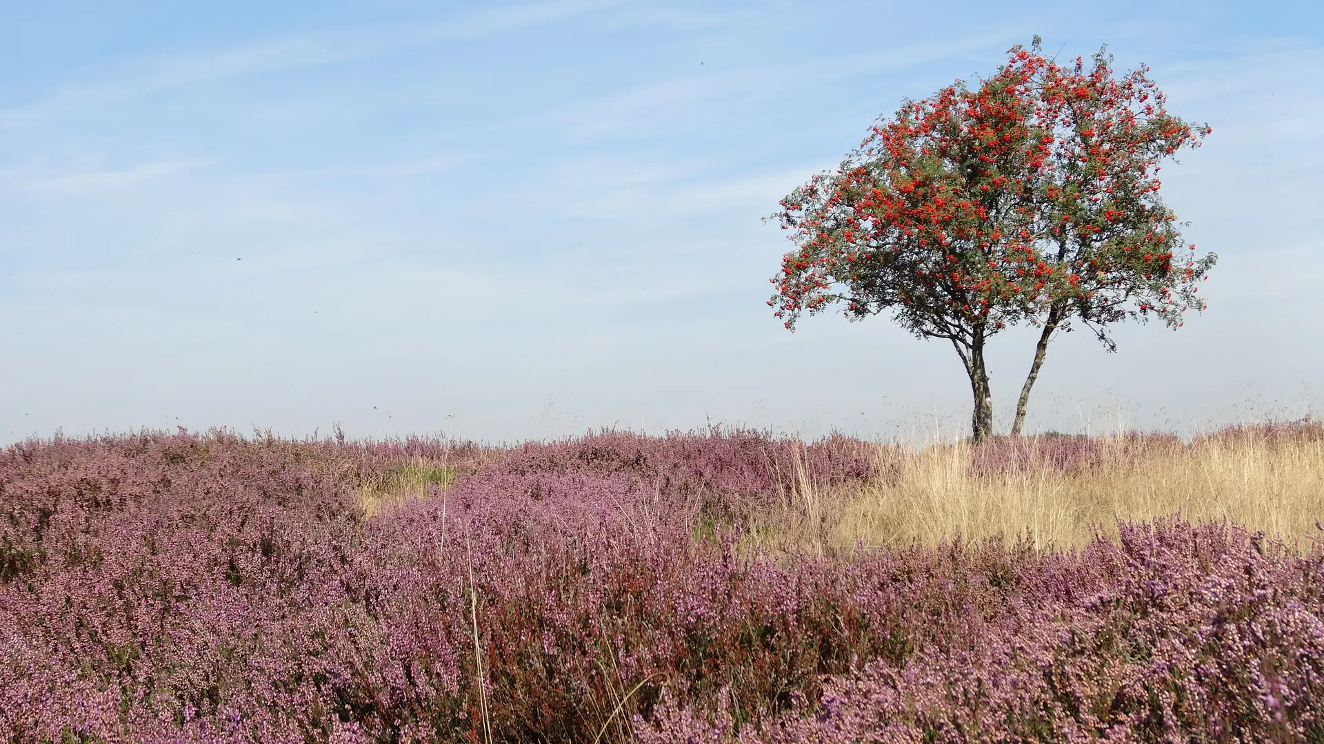 Nuilerveld