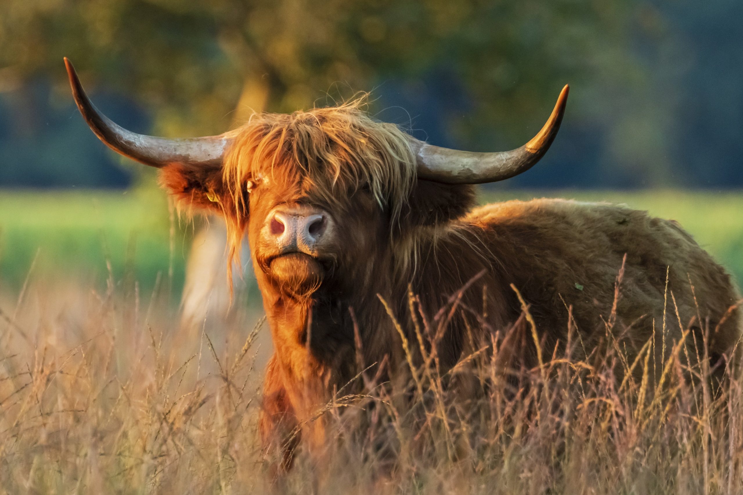 schotse hooglander op het Holtherzand
