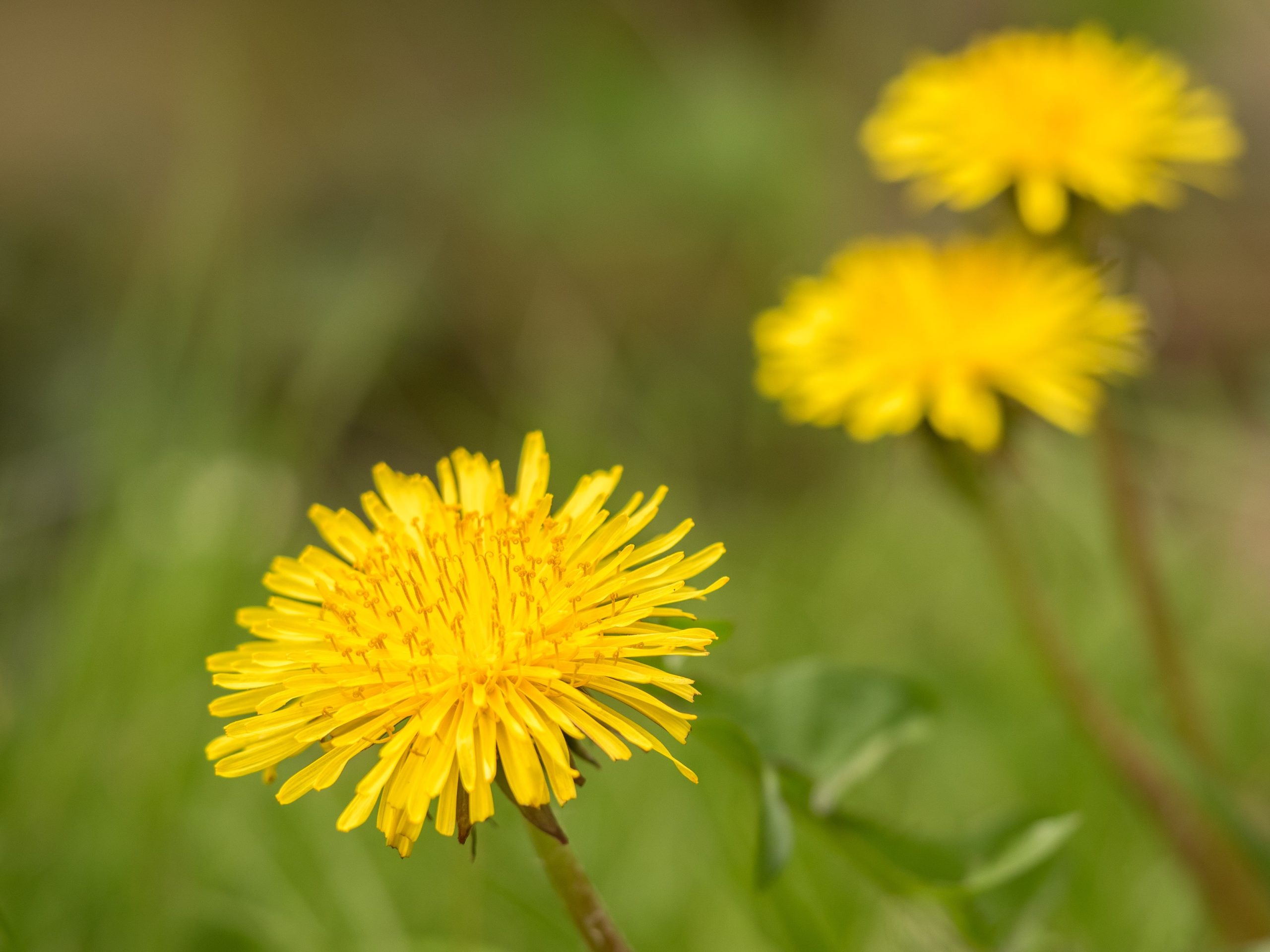 Paardebloem