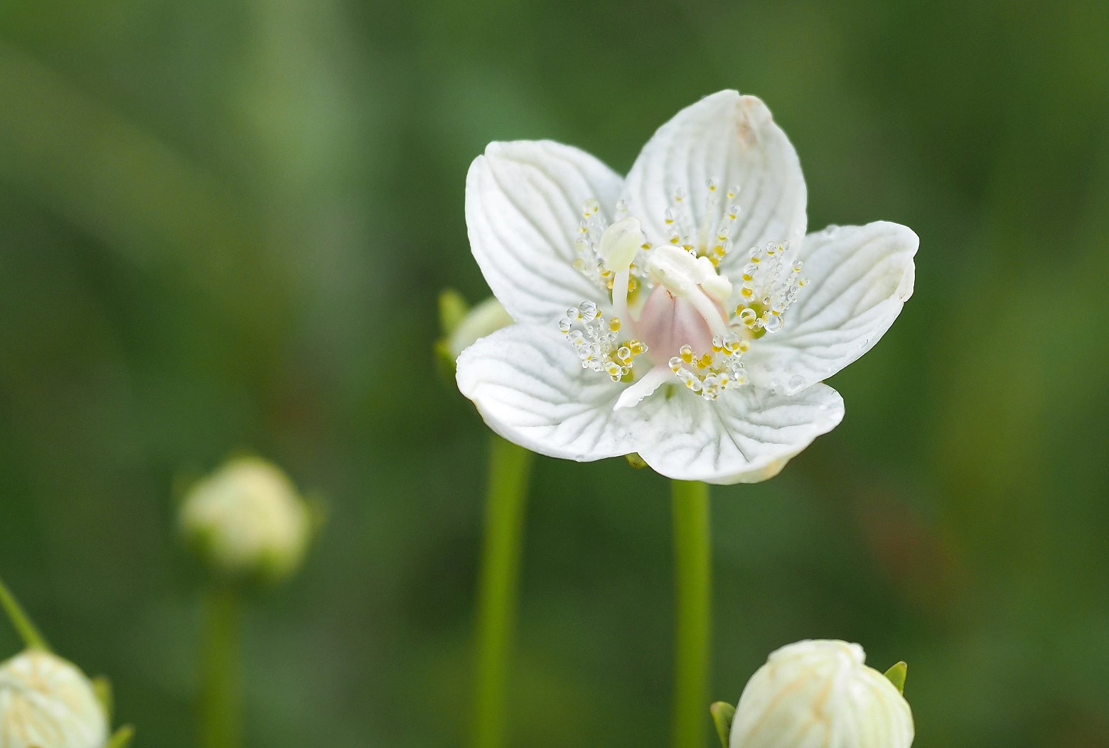Parnassia Van Boeijenoord