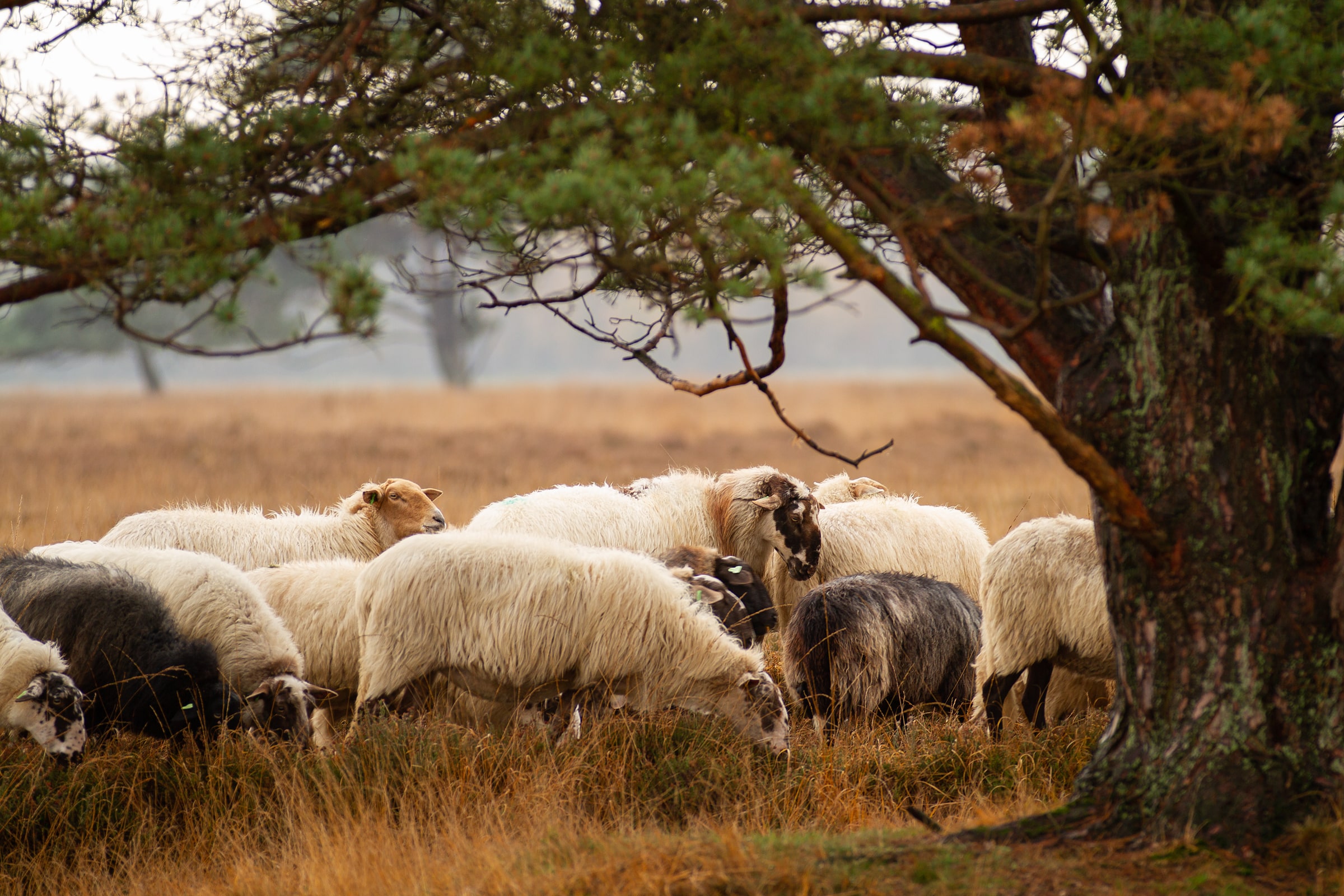 Schaapskudde op het Doldersummerveld