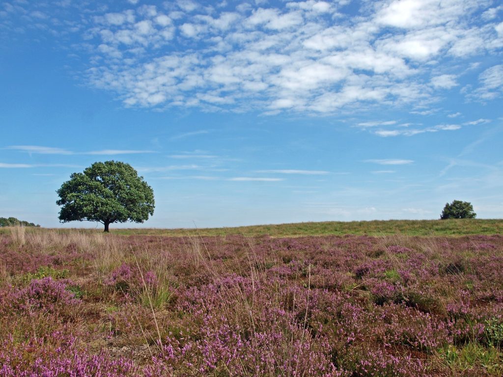 Scharreveld Scharreveld