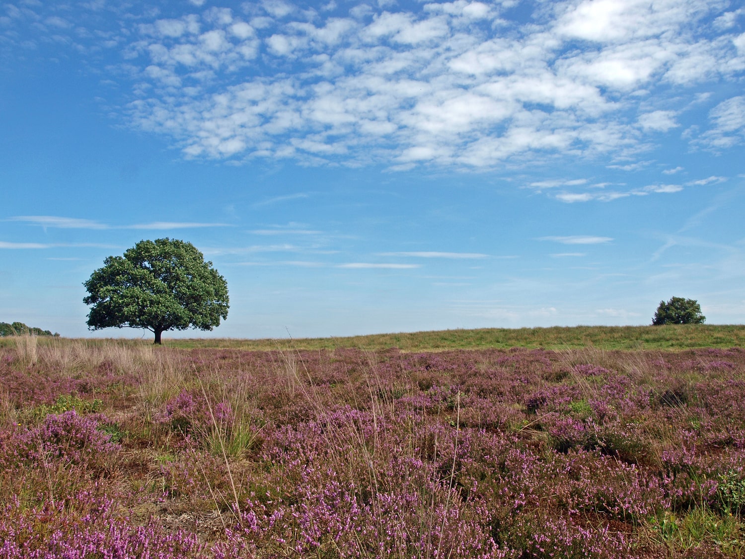 Scharreveld