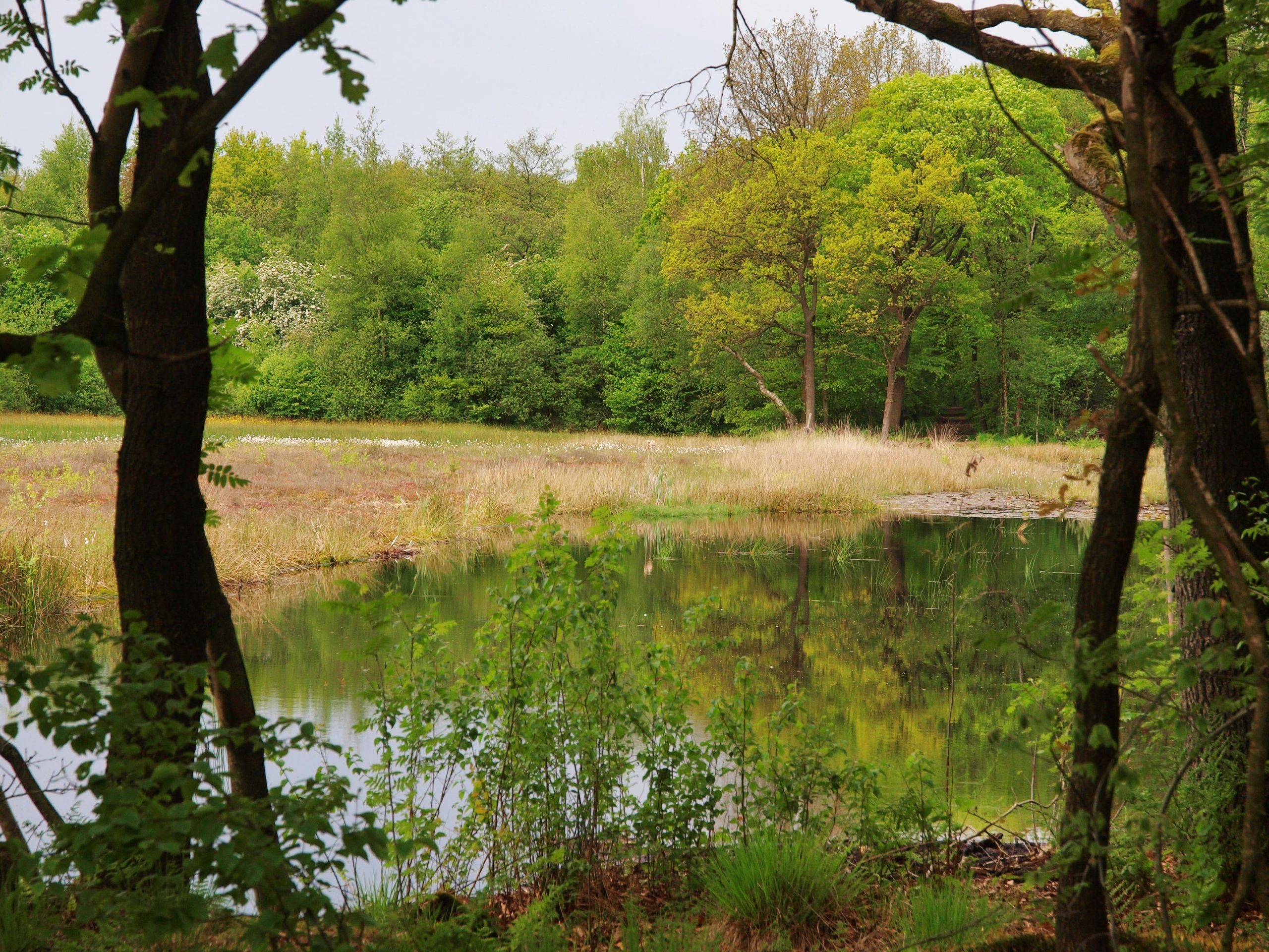 Spaarbankbos