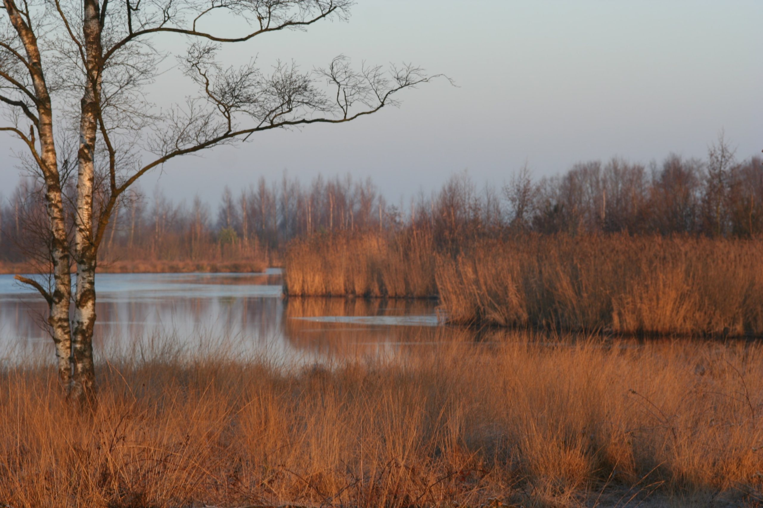 Takkenhoogte Meeuwenveen