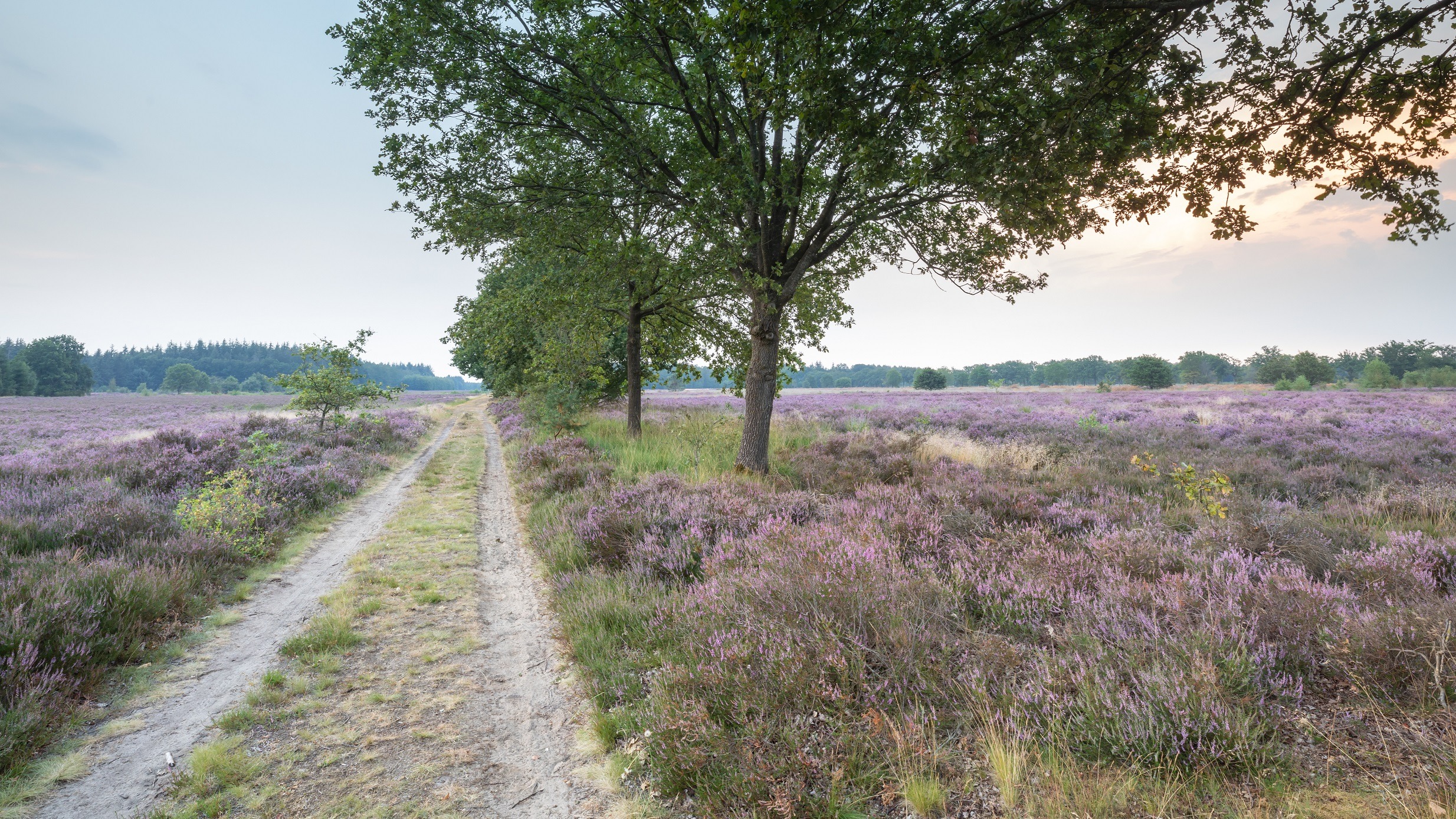 Westersche Veld Westersche Veld