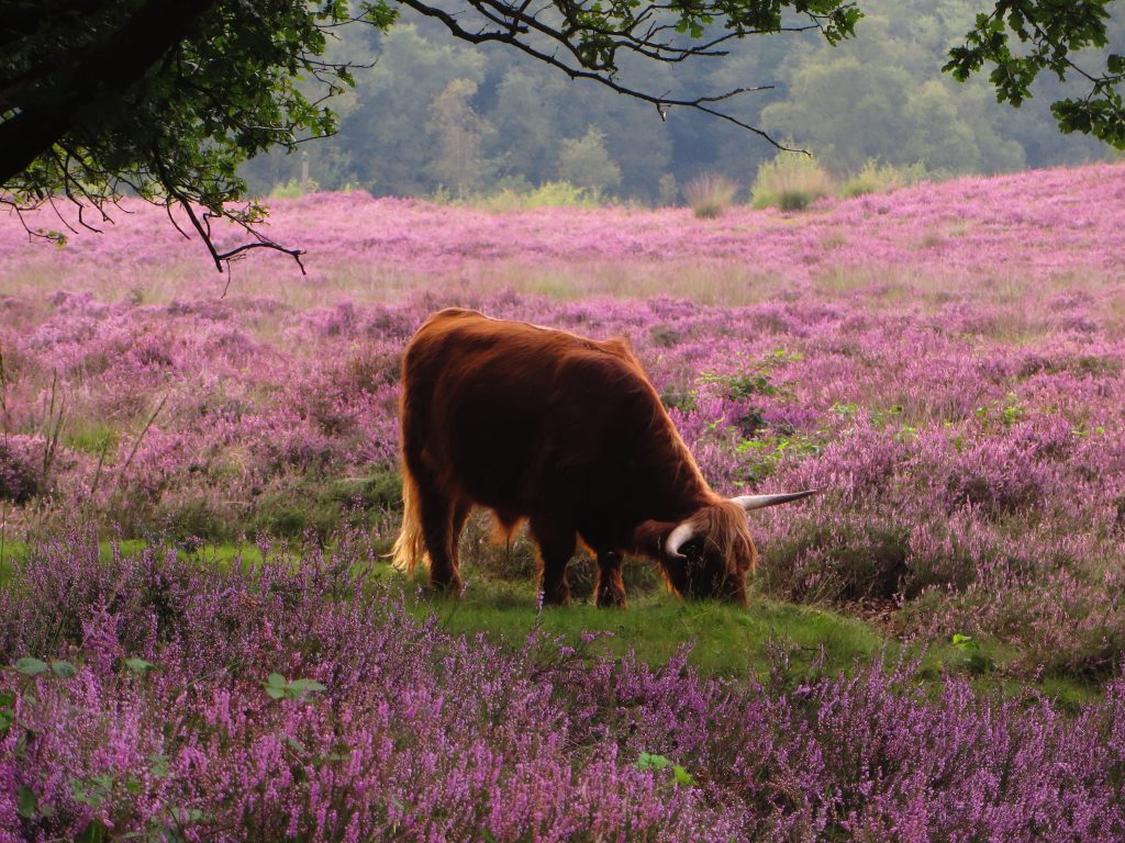 schotse hooglander graast op de gasterse duinen schotse hooglander graast op de gasterse duinen